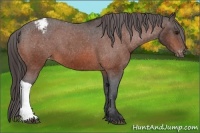 Horse Color:Bay Appaloosa
