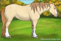 Horse Color:Gold Champagne Dun Splash 