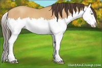 Horse Color:Amber Champagne Splash 