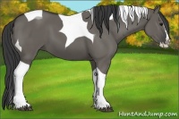 Horse Color:Grullo Splash Tobiano 