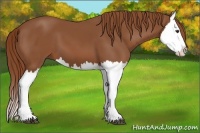 Horse Color:Chestnut Splash 