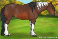 Horse Color:Bay Tobiano Rabicano 