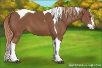 Horse Color:Chestnut Splash Tobiano