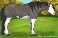 Horse Color:Grullo Splash 