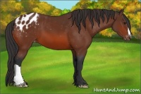 Horse Color:Bay Appaloosa