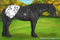 Horse Color:Black Appaloosa