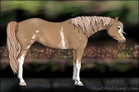 Horse Color:White Spotted Palomino