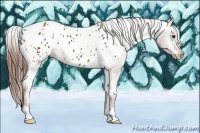 Horse Color:Chestnut Appaloosa