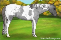Horse Color:Smoky Blue Roan Tobiano Appaloosa