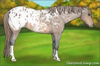 Horse Color:Buckskin Roan Appaloosa