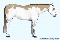 Horse Color:Classic Cream Champagne Splash Frame Rabicano 