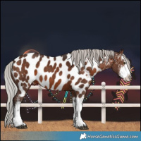 Horse Color:White Spotted Silver Bay Near Leopard Rabicano 