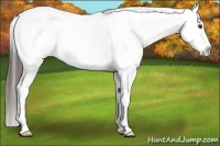 Horse Color:White Spotted Liver Chestnut Splash Appaloosa 