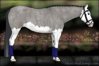 Horse Color:Grullo Roan Splash 
