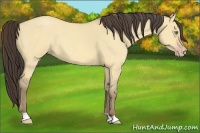 Horse Color:Amber Champagne Roan Dun 