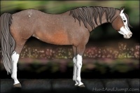 Horse Color:Bay Splash Appaloosa 