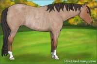 Horse Color:Buckskin Roan Rabicano 