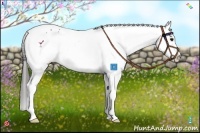 Horse Color:White Spotted Black Splash Appaloosa 