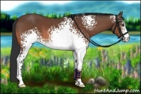 Horse Color:White Spotted Bay 