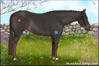 Horse Color:Liver Chestnut Rabicano 