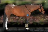 Horse Color:White Spotted Bay 