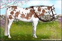 Horse Color:White Spotted Chestnut Splash Rabicano 