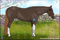 Horse Color:Liver Chestnut 