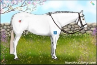 Horse Color:White Spotted Liver Chestnut Pearl Appaloosa 
