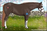 Horse Color:Liver Chestnut Sabino 