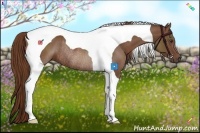 Horse Color:Chestnut Tobiano Rabicano 