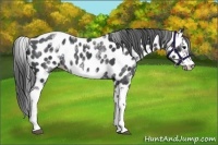 Horse Color:White Spotted Blue Roan Splash Frame Appaloosa