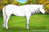 Horse Color:Silver Blue Roan Appaloosa Rabicano 