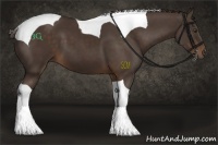 Horse Color:Liver Chestnut Tobiano 