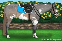 Horse Color:White Spotted Buckskin Frame Appaloosa 