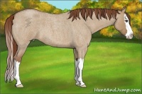 Horse Color:Red Dun Roan Splash 