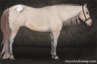 Horse Color:Bay Dun Appaloosa 