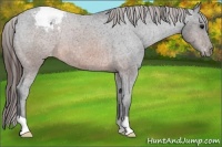 Horse Color:Brown Appaloosa