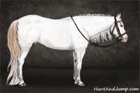 Horse Color:White Spotted Buckskin Dun Appaloosa