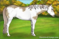 Horse Color:Chocolate Palomino Dun Splash Frame