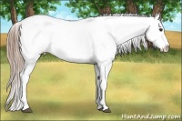 Horse Color:White Spotted Red Dun Onyx Appaloosa 