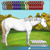 Horse Color:Gray Buckskin Sabino Splash Appaloosa Rabicano 