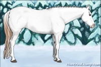 Horse Color:White Spotted Smoky Grullo Appaloosa 