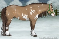 Horse Color:White Spotted Liver Red Dun Splash Rabicano