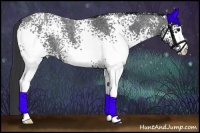 Horse Color:White Spotted Blue Roan 