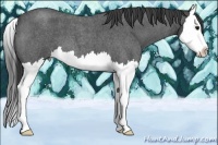 Horse Color:Smoky Blue Roan Splash 