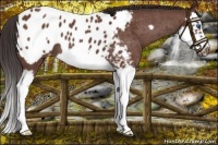 Horse Color:Bay Roan Splash Frame Appaloosa 