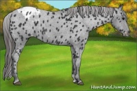 Horse Color:Black Appaloosa