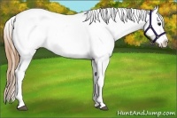 Horse Color:Smoky Blue Roan Appaloosa 