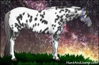 Horse Color:Black Tobiano Appaloosa 