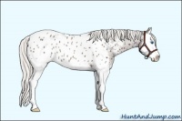 Horse Color:Silver Black Splash Appaloosa Rabicano